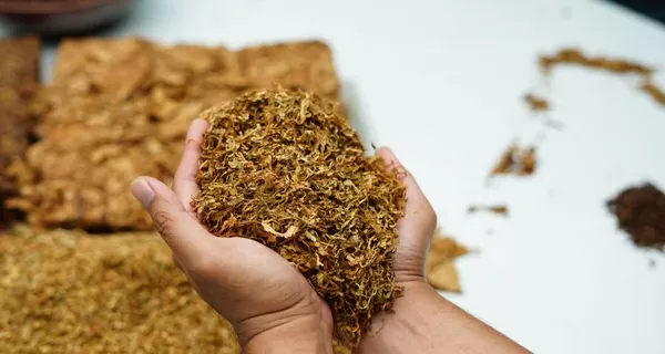 La storia del tabacco